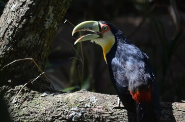 toucan on a tree