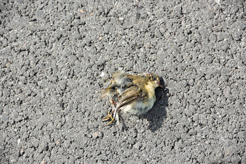 Lifeless small bird on road, likely victim of car collision