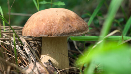 Boletus edulis growing between the blades of grass in the forest.