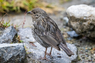 Pájaros de la zona andina colombiana