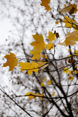 Orange maple leaves on a tree, autumn, cloudy day, selective focus