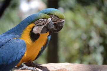Parrot 