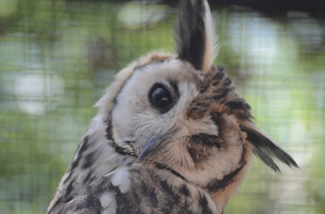 owl