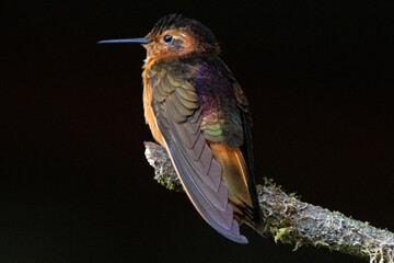 Pájaros de la zona andina colombiana © Santiago