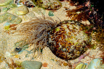 snakelocks anemone (Anemonia viridis) on a rock during low tide