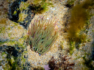 snakelocks anemone (Anemonia viridis) on a rock during low tide