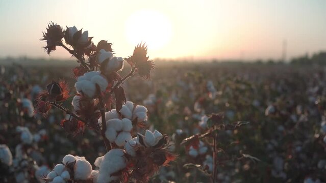 a ripe bush appears in a cotton field at dawn