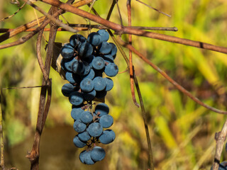 bunch of grapes