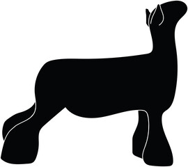 Show Lamb © Show Stock Images