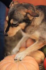 portrait of a dog