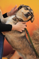 veterinarian with dog