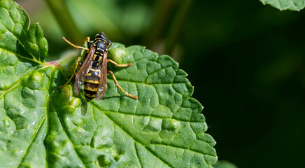 Detail of a wasp standing on green leaf