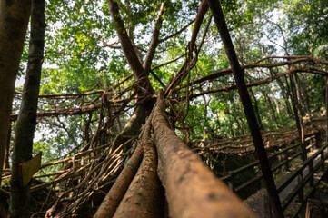 Close-up shot of the Umkar living root bridge in the jungle of Siej village, Maghalaya, India