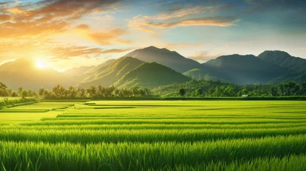 Fotobehang right green rice field background Sun Set. © kiatipol