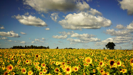 field of sunflowers, landscape - obrazy, fototapety, plakaty
