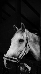 porttrait of horse in black and white