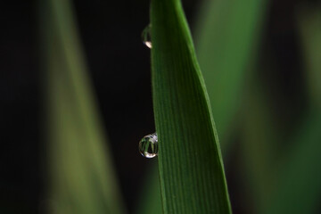 drop on a green leaf