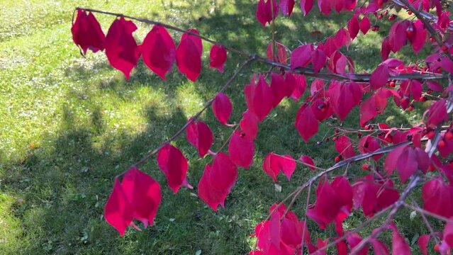 Autumn bright pink leaves Euonymus alatus, winged spindle, winged euonymus or burning bush.