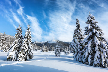Obraz premium Snow-covered fir trees in a winter clearing amidst the mountains. Blue sky with fluffy clouds. Landscape photography