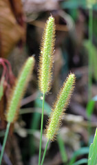 Setaria grows in the field.