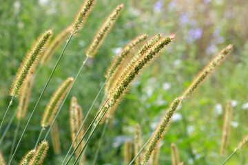 Setaria grows in the field.