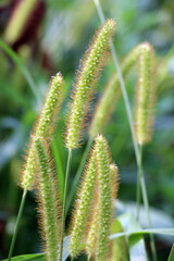 Setaria grows in the field.
