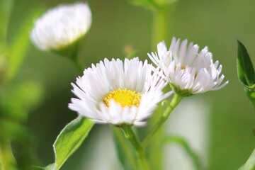 close up of white daisy
