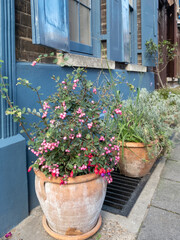 Container with Coralberry Symphoricarpos Orbiculatus Moench plant, in front of characterful historic Huguenot house on Wilkes Street in Spitalfields, East London, with blue door and shutters.  © Lois GoBe