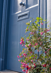 Container with Coralberry Symphoricarpos Orbiculatus Moench plant, in front of characterful historic Huguenot house on Wilkes Street in Spitalfields, East London, with blue door and shutters.  © Lois GoBe