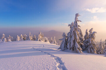 Pine trees frosted with snow in a picturesque mountain meadow. Winter mountains landscape
