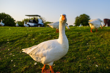 White goose at Aspire Park in Qatar on a sunny morning