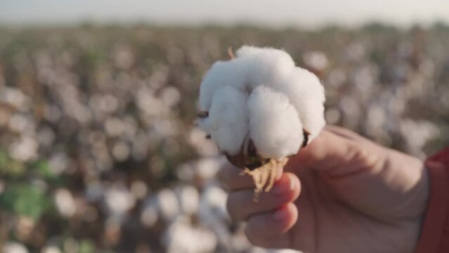 cotton boll in hand against the background of a cotton field