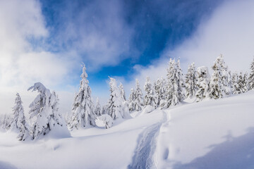 A wintry tableau of evergreen trees on a mountain plateau, complete with a path marked in the snow. Winter mountains landscape