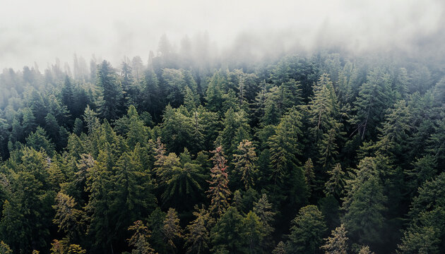 vista dall'alto di foresta, bosco di conifere e nebbia incombente