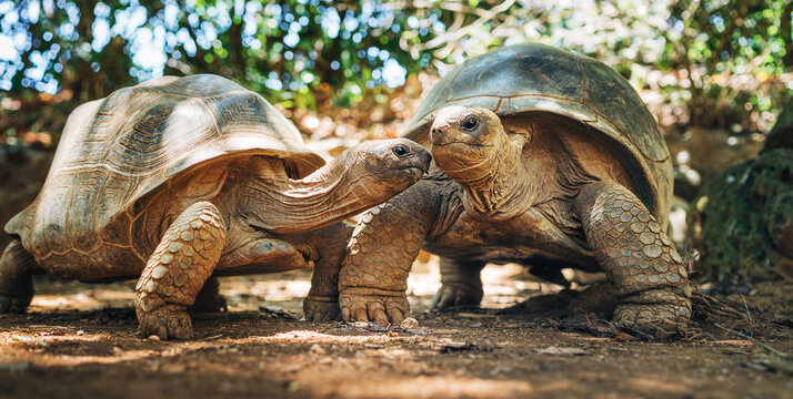 Couple of Aldabra giant tortoises endemic species - one of the largest tortoises in the world in zoo Nature park on Mauritius island. Huge reptiles portrait. Exotic animals, love and traveling concept