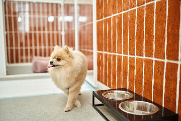 funny pomeranian spitz sticking out tongue near bowl stand in cozy environment of pet hotel