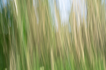 Abstract nature blur using intentional camera movement