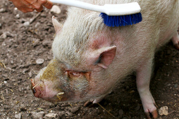 Schwein wird gebürstet