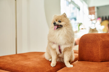 loveable and fluffy pomeranian spitz sitting on soft couch and sticking out tongue in pet hotel