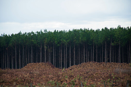 Tala de árboles. Desforestación. Destrucción del medio ambiente. Cortar madera. Bosques destruidos. 
