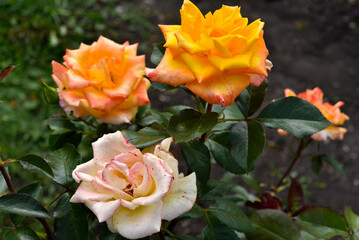 A bush with beautiful and juicy yellow roses in a summer garden. Large orange flowers.