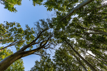 A Canopy of Tranquility: Lush Green Treetops in the Deciduous Forest