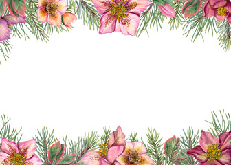 Horizontal winter frame with hellebores and Xmas tree branches. Evergreen plants, pine, spruce, winter flowers. Watercolor illustration isolated on white. For greeting card design. Space for text. - obrazy, fototapety, plakaty
