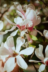 Flowering Tree