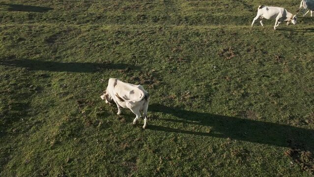 Aerial view of cows on Laceno lake, Bagnoli, Avellino, Italy.