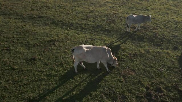 Aerial view of cows on Laceno lake, Bagnoli, Avellino, Italy.