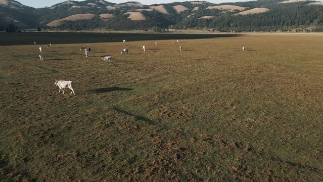 Aerial view of cows on Laceno lake, Bagnoli, Avellino, Italy.