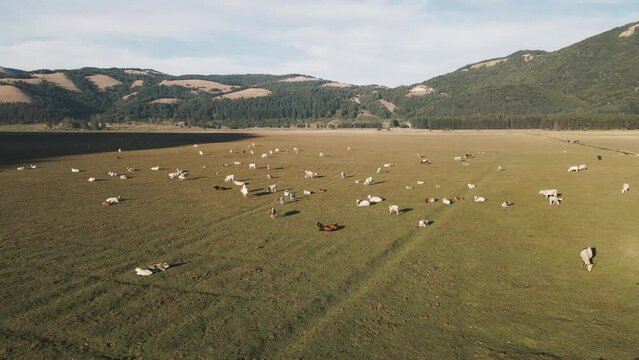Aerial view of cows on Laceno lake, Bagnoli, Avellino, Italy.