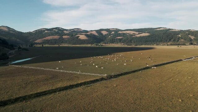 Aerial view of cows on Laceno lake, Bagnoli, Avellino, Italy.