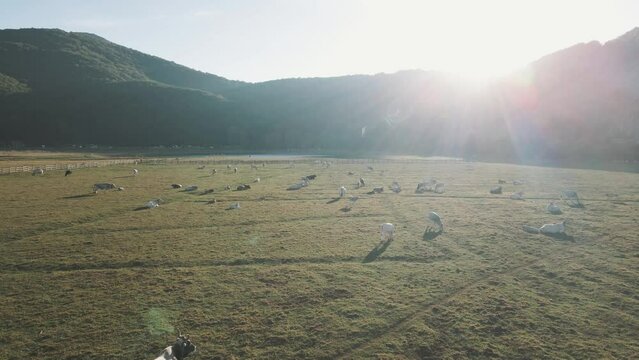 Aerial view of cows on Laceno lake, Bagnoli, Avellino, Italy.
